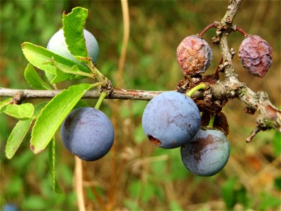Schlehdorn (Prunus spinosa) im Landschaftsschutzgebiet „Hockenheimer Rheinbogen“
