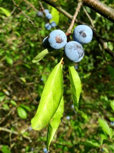 Schlehdorn (Prunus spinosa) an der A61 bei Hockenheim