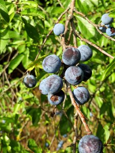 Schlehdorn (Prunus spinosa) an der A61 bei Hockenheim