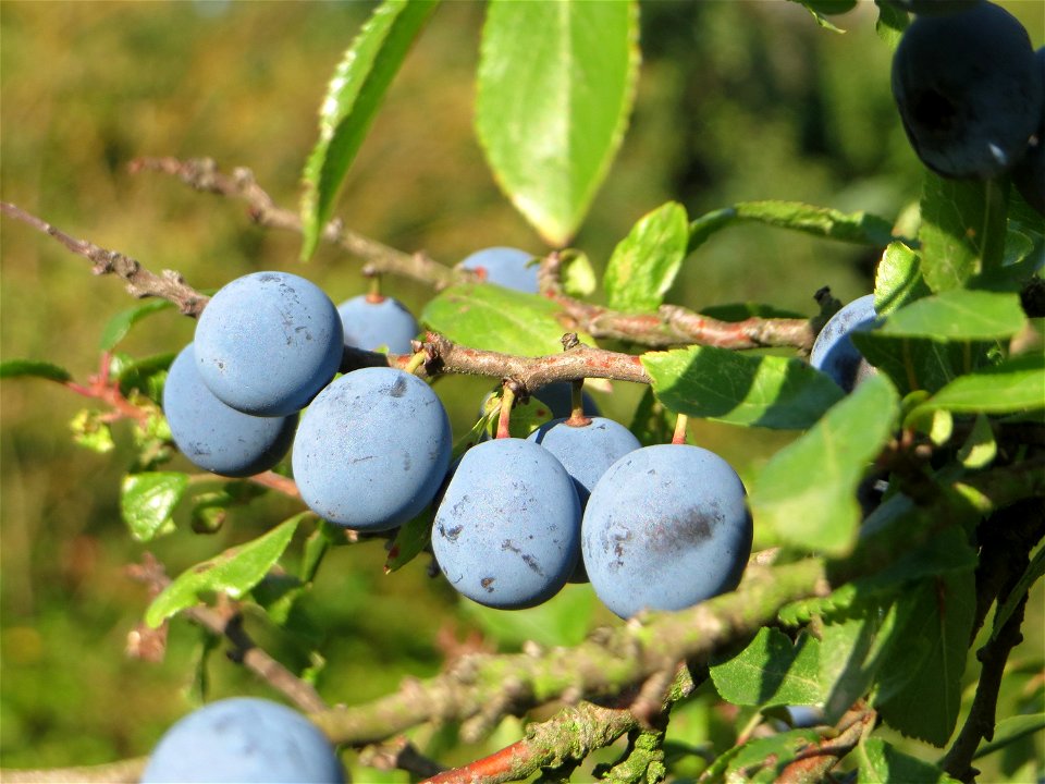 Schlehdorn (Prunus spinosa) in Hockenheim