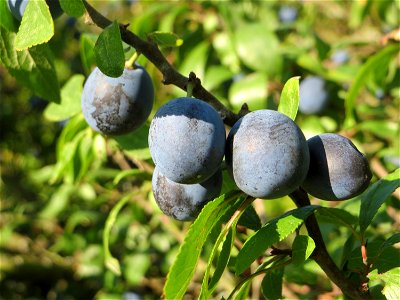 Schlehdorn (Prunus spinosa) in Hockenheim