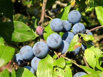 Schlehdorn (Prunus spinosa) in Hockenheim