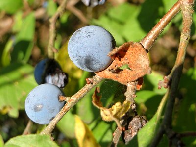 Schlehdorn (Prunus spinosa) in Hockenheim