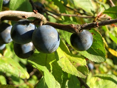 Schlehdorn (Prunus spinosa) in Hockenheim