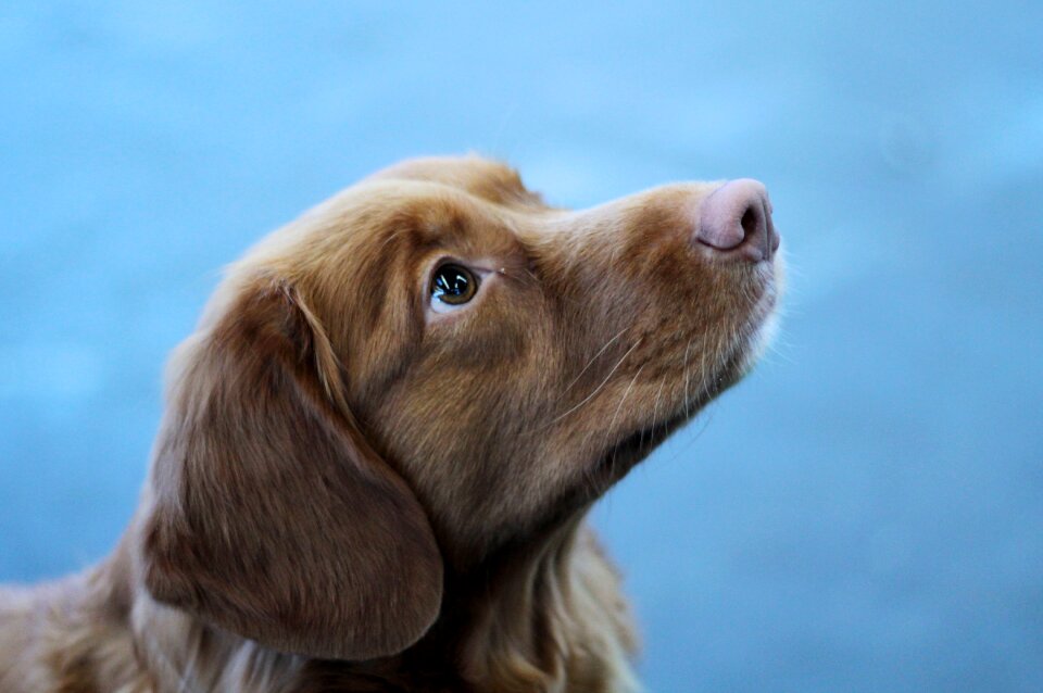 Attentive sweet dogshow
