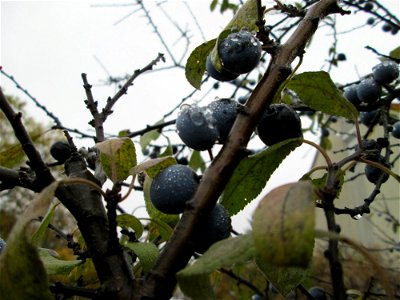 Schlehdorn (Prunus spinosa) in Hockenheim