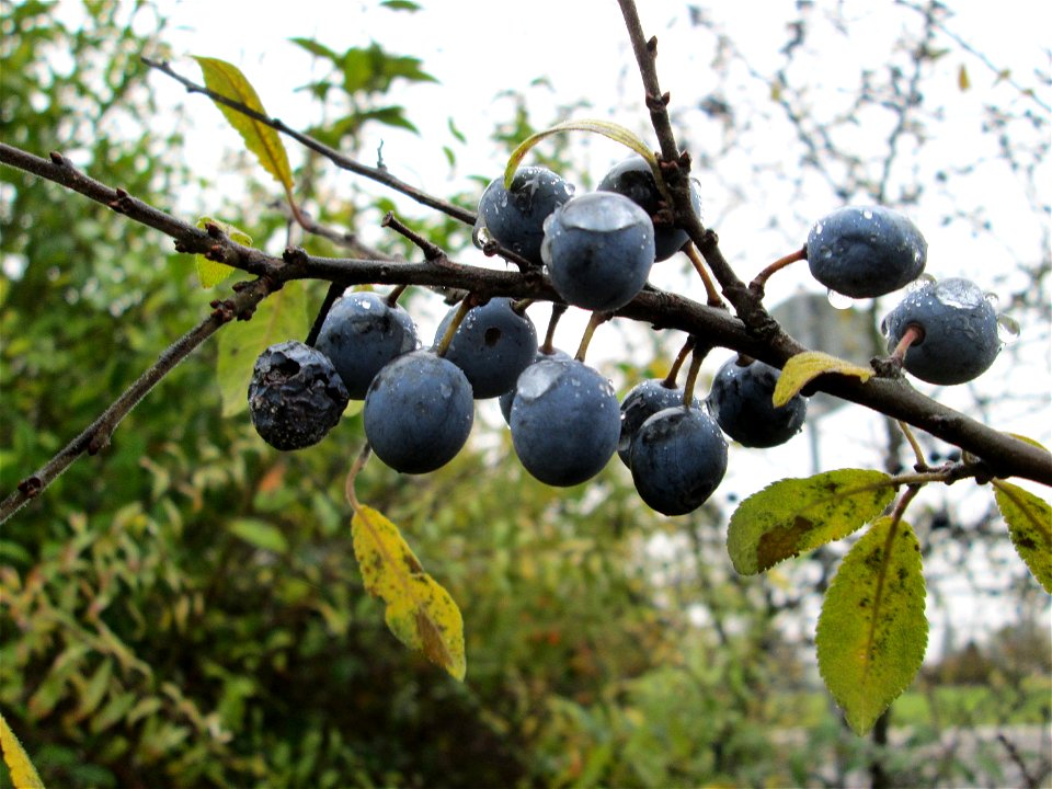 Schlehdorn (Prunus spinosa) in Hockenheim