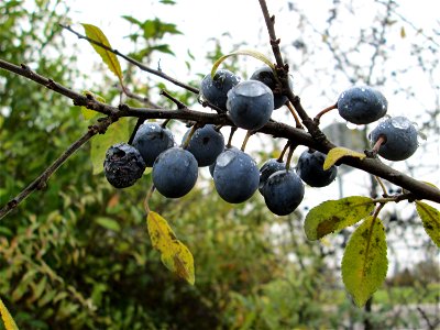 Schlehdorn (Prunus spinosa) in Hockenheim