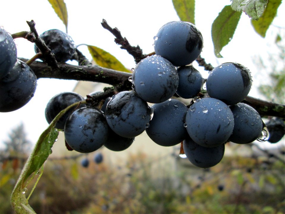 Schlehdorn (Prunus spinosa) in Hockenheim