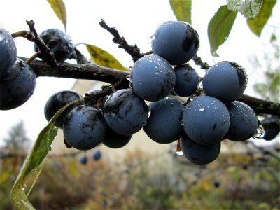 Schlehdorn (Prunus spinosa) in Hockenheim