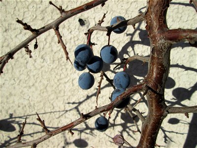 Schlehdorn (Prunus spinosa) in Hockenheim