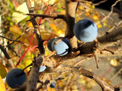 Schlehdorn (Prunus spinosa) in Hockenheim