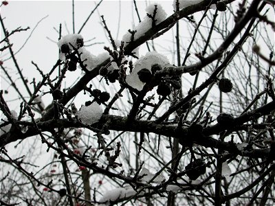 Vereister Schlehdorn (Prunus spinosa) am Stadtrand von Hockenheim nach dem Wintereinbruch am 1. Dezember 2017