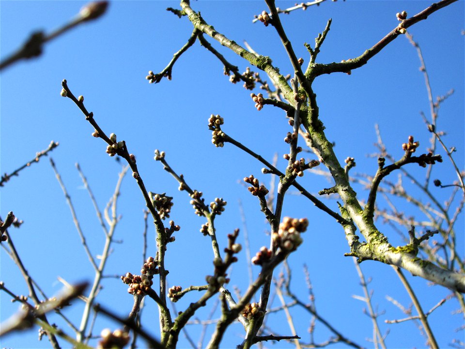 Schlehdorn (Prunus spinosa) mit Blütenknopen in Hockenheim