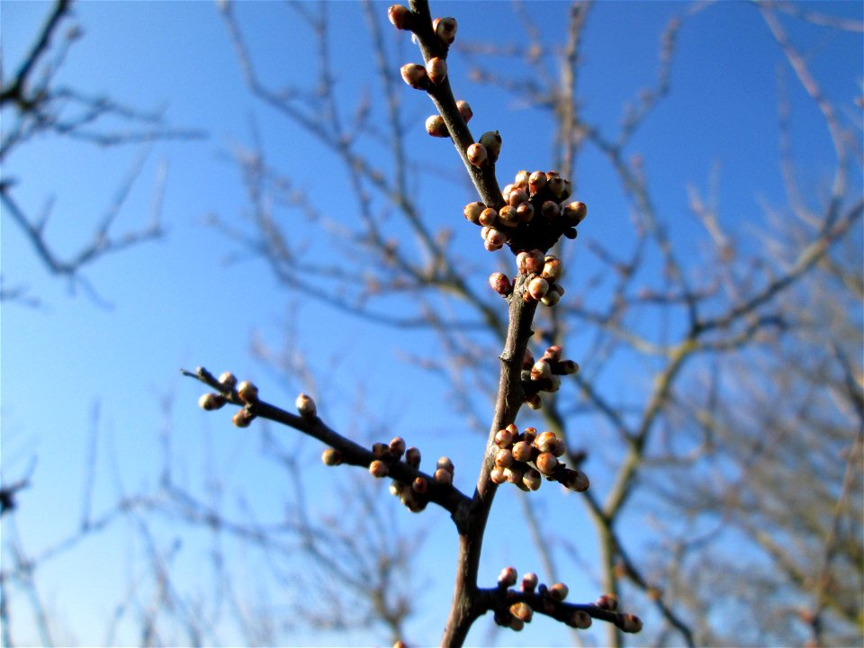 Schlehdorn (Prunus spinosa) mit Blütenknopen in Hockenheim