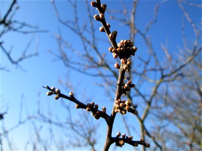 Schlehdorn (Prunus spinosa) mit Blütenknopen in Hockenheim