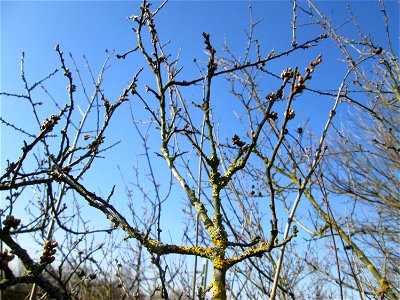 Schlehdorn (Prunus spinosa) mit Blütenknopen in Hockenheim