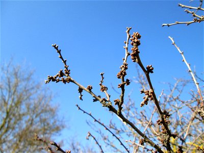 Schlehdorn (Prunus spinosa) mit Blütenknopen bei Reilingen photo