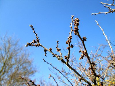 Schlehdorn (Prunus spinosa) mit Blütenknopen bei Reilingen