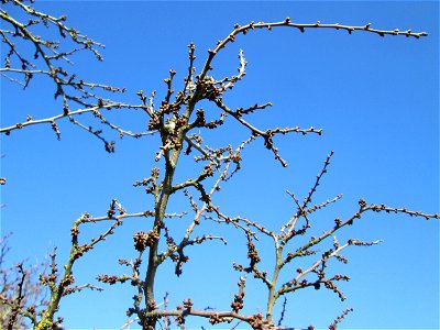 Schlehdorn (Prunus spinosa) mit Blütenknopen bei Reilingen