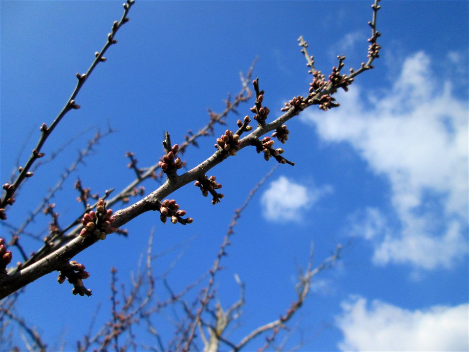 Knospen vom Schlehdorn (Prunus spinosa) in Hockenheim