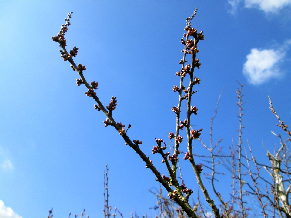 Knospen vom Schlehdorn (Prunus spinosa) in Hockenheim