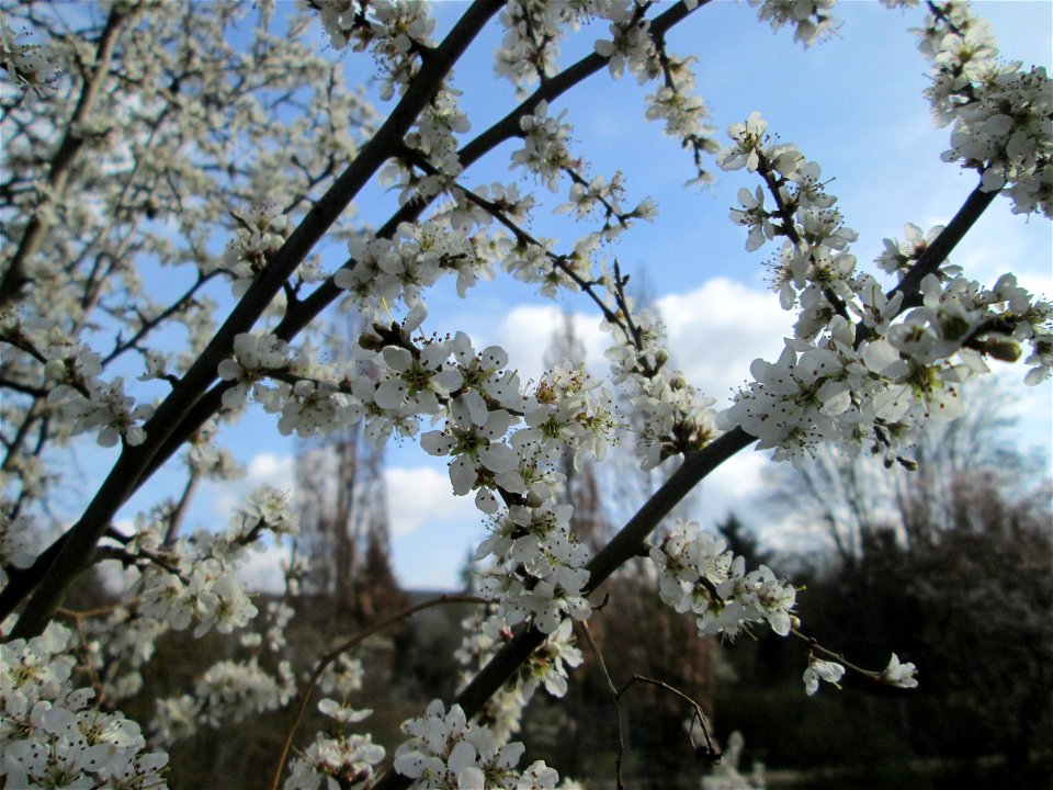 Schlehdorn (Prunus spinosa) am Kraichbach in Hockenheim