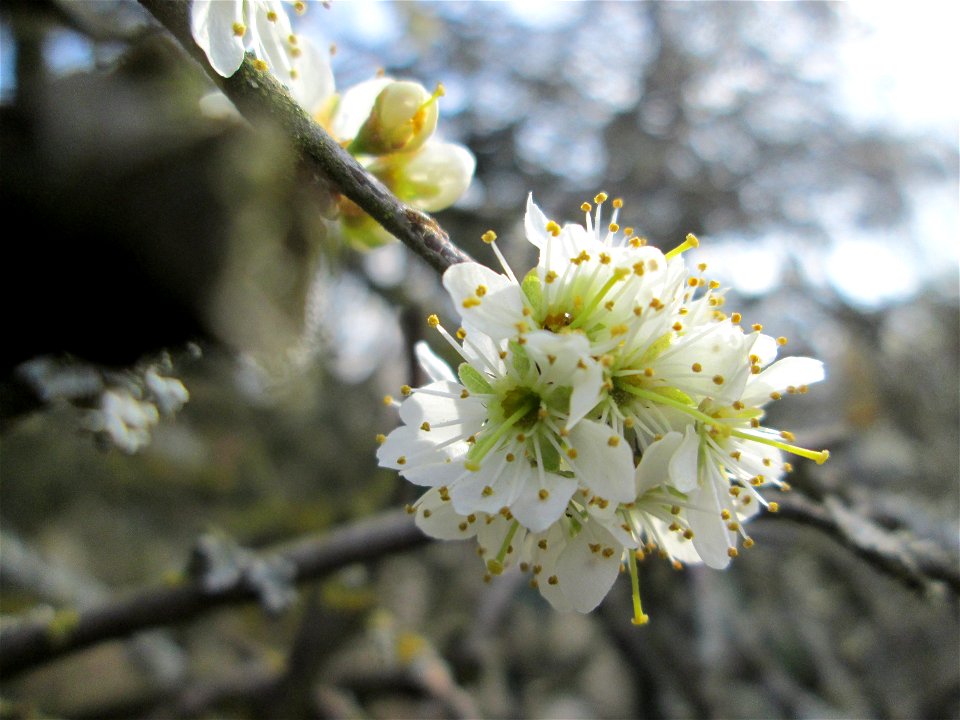 Schlehdorn (Prunus spinosa) am Kraichbach in Hockenheim
