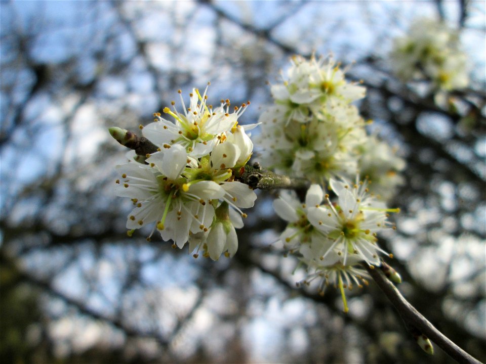 Schlehdorn (Prunus spinosa) am Kraichbach in Hockenheim