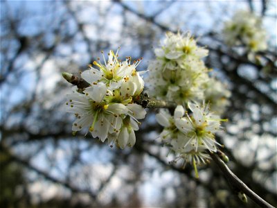 Schlehdorn (Prunus spinosa) am Kraichbach in Hockenheim