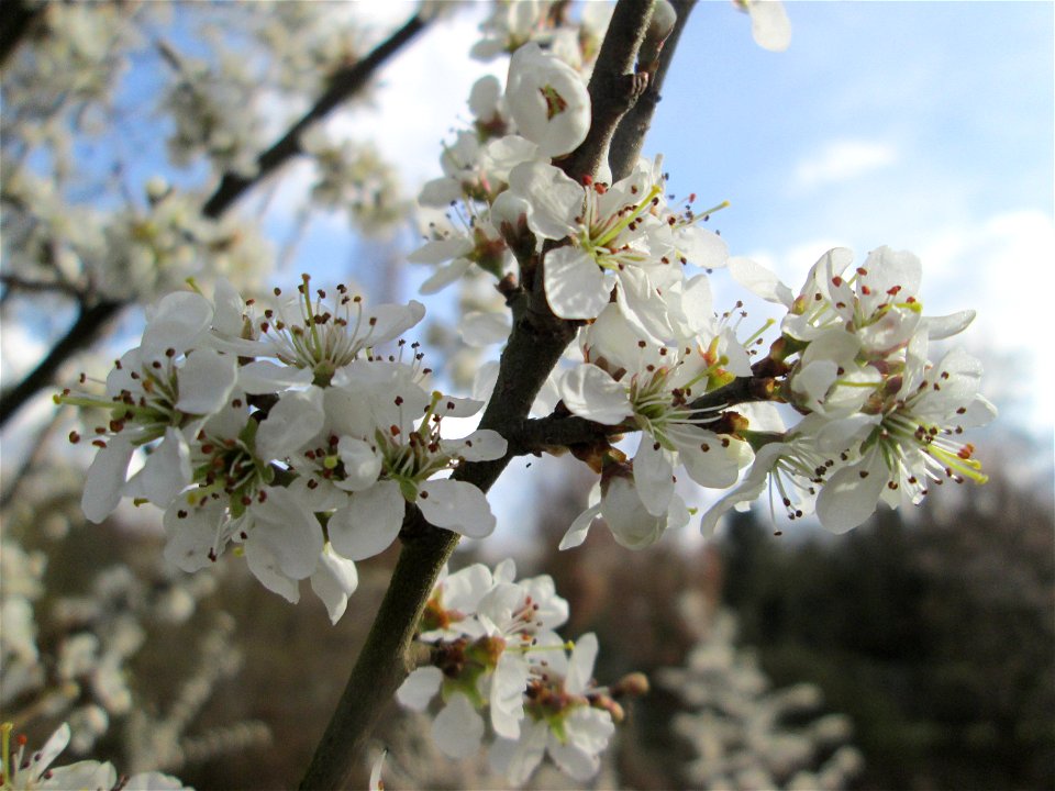 Schlehdorn (Prunus spinosa) am Kraichbach in Hockenheim
