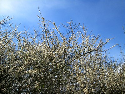 Schlehdorn (Prunus spinosa) im Hockenheimer Rheinbogen