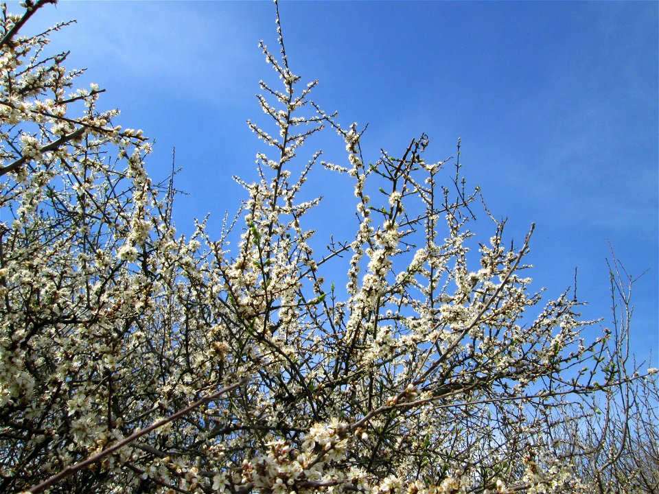 Schlehdorn (Prunus spinosa) im Hockenheimer Rheinbogen