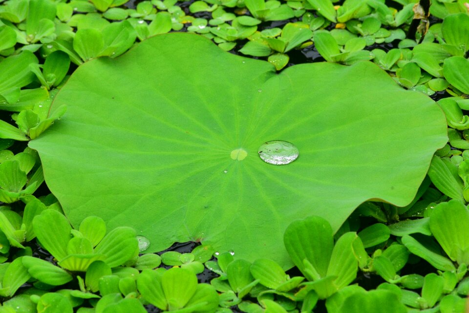 Lotus leaf aquatic plants green