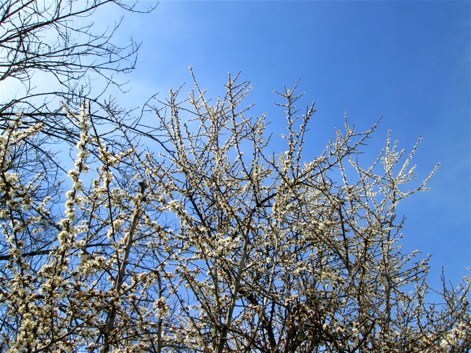 Schlehdorn (Prunus spinosa) im Hockenheimer Rheinbogen