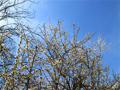 Schlehdorn (Prunus spinosa) im Hockenheimer Rheinbogen