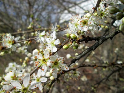 Blühender Schlehdorn (Prunus spinosa) im Hockenheimer Rheinbogen