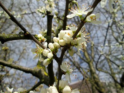 Blühender Schlehdorn (Prunus spinosa) im Hockenheimer Rheinbogen