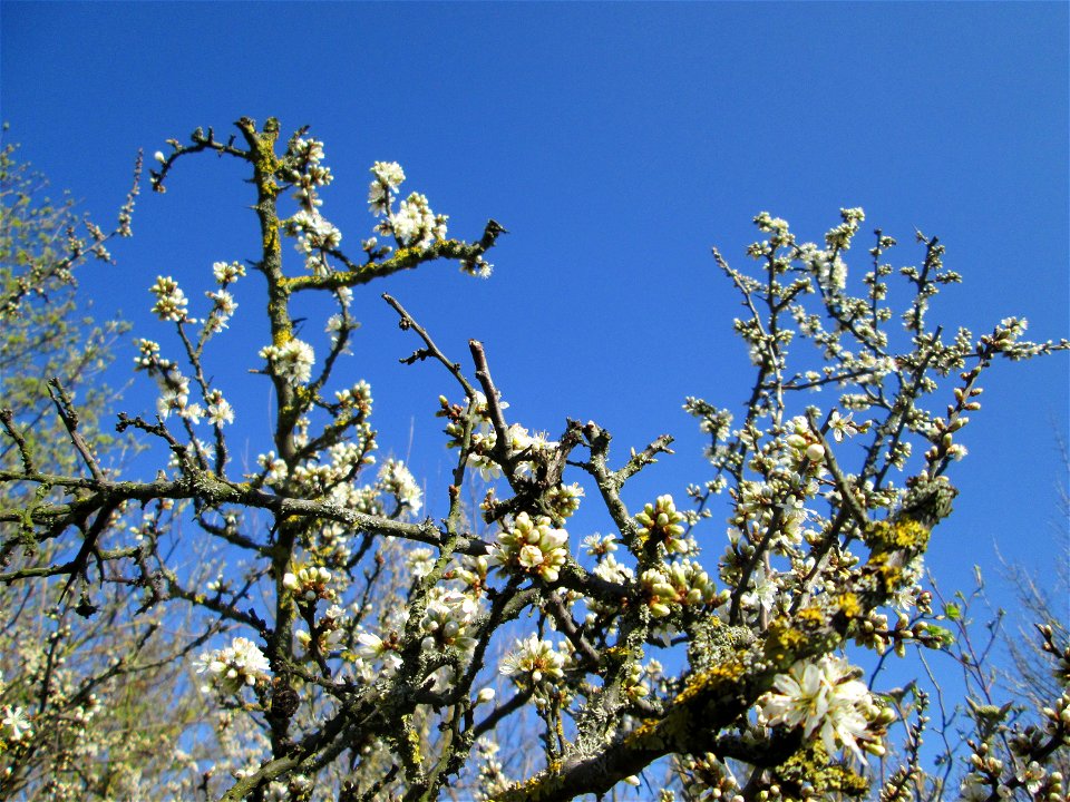 Blühender Schlehdorn (Prunus spinosa) in Hockenheim