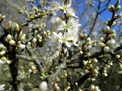Blühender Schlehdorn (Prunus spinosa) in Hockenheim