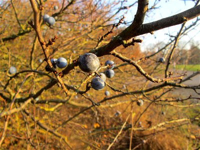 Schlehdorn (Prunus spinosa) in Hockenheim