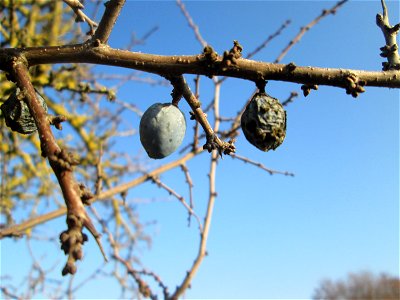 Schlehdorn (Prunus spinosa) bei Reilingen