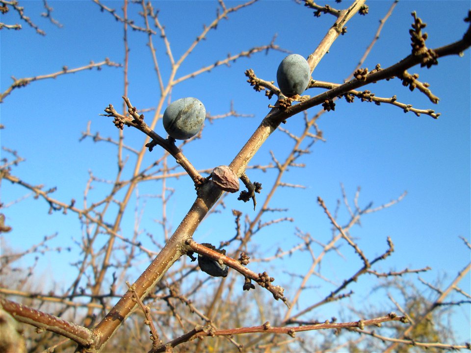 Schlehdorn (Prunus spinosa) bei Reilingen