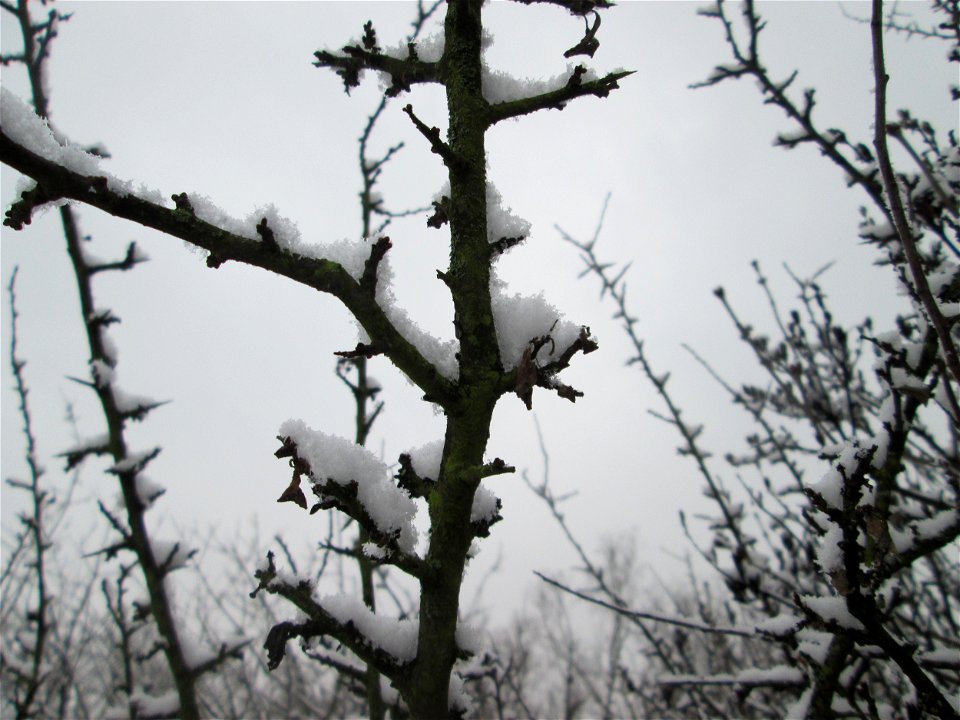 Verschneiter Schlehdorn (Prunus spinosa) in Hockenheim