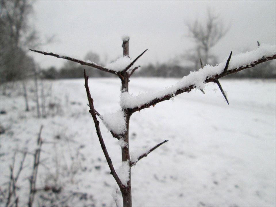 Verschneiter Schlehdorn (Prunus spinosa) in Hockenheim