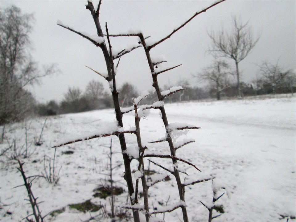 Verschneiter Schlehdorn (Prunus spinosa) in Hockenheim