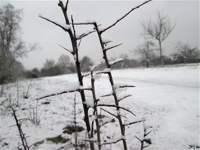 Verschneiter Schlehdorn (Prunus spinosa) in Hockenheim