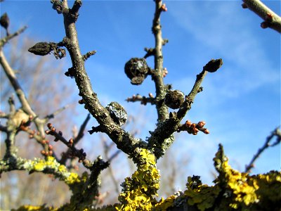 Schlehdorn (Prunus spinosa) in Hockenheim