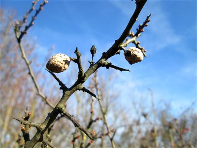 Schlehdorn (Prunus spinosa) in Hockenheim
