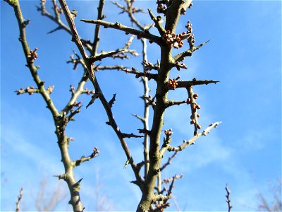Schlehdorn (Prunus spinosa) in Hockenheim